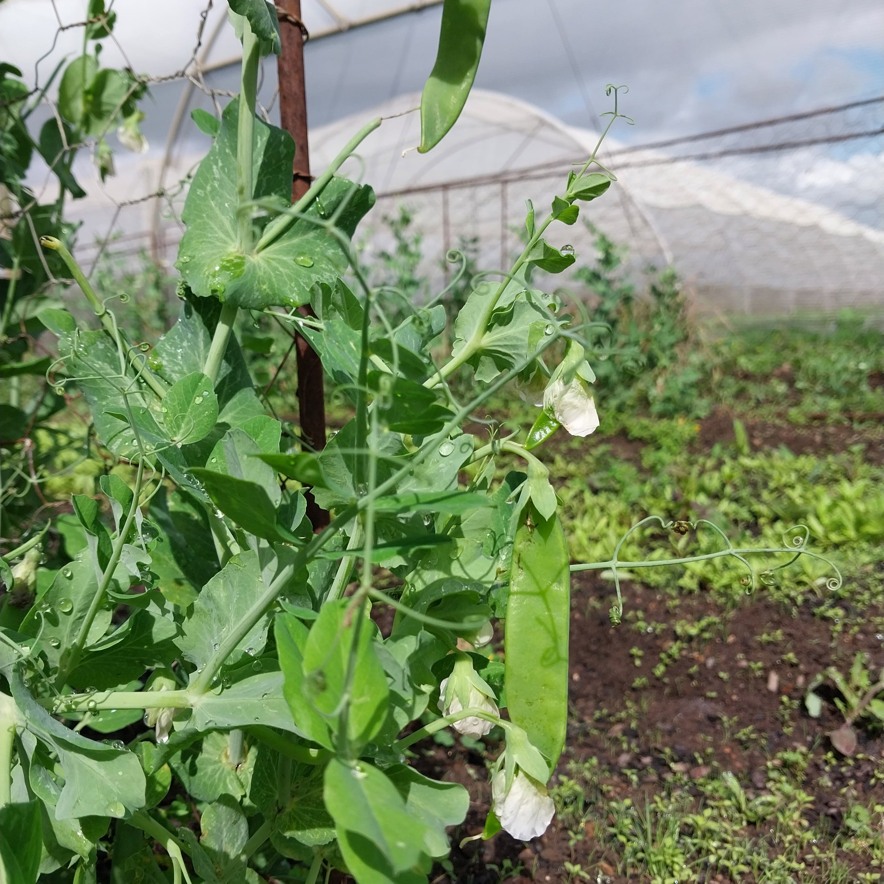 Organic Sugar Snap Peas 120g (Local delivery only)