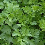 Organic Italian Parsley 12g (Local delivery only)