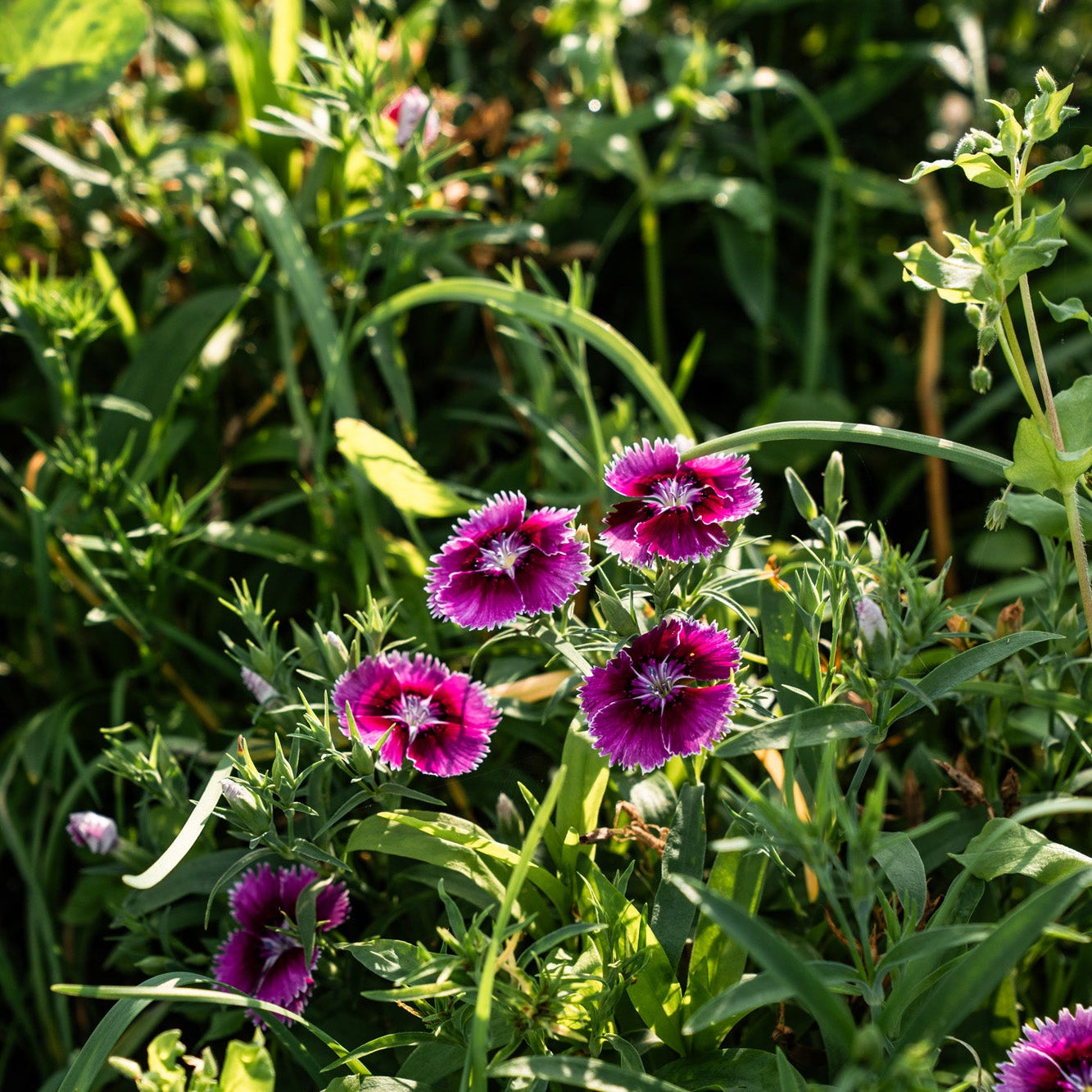 Organic edible flowers (Local delivery only)