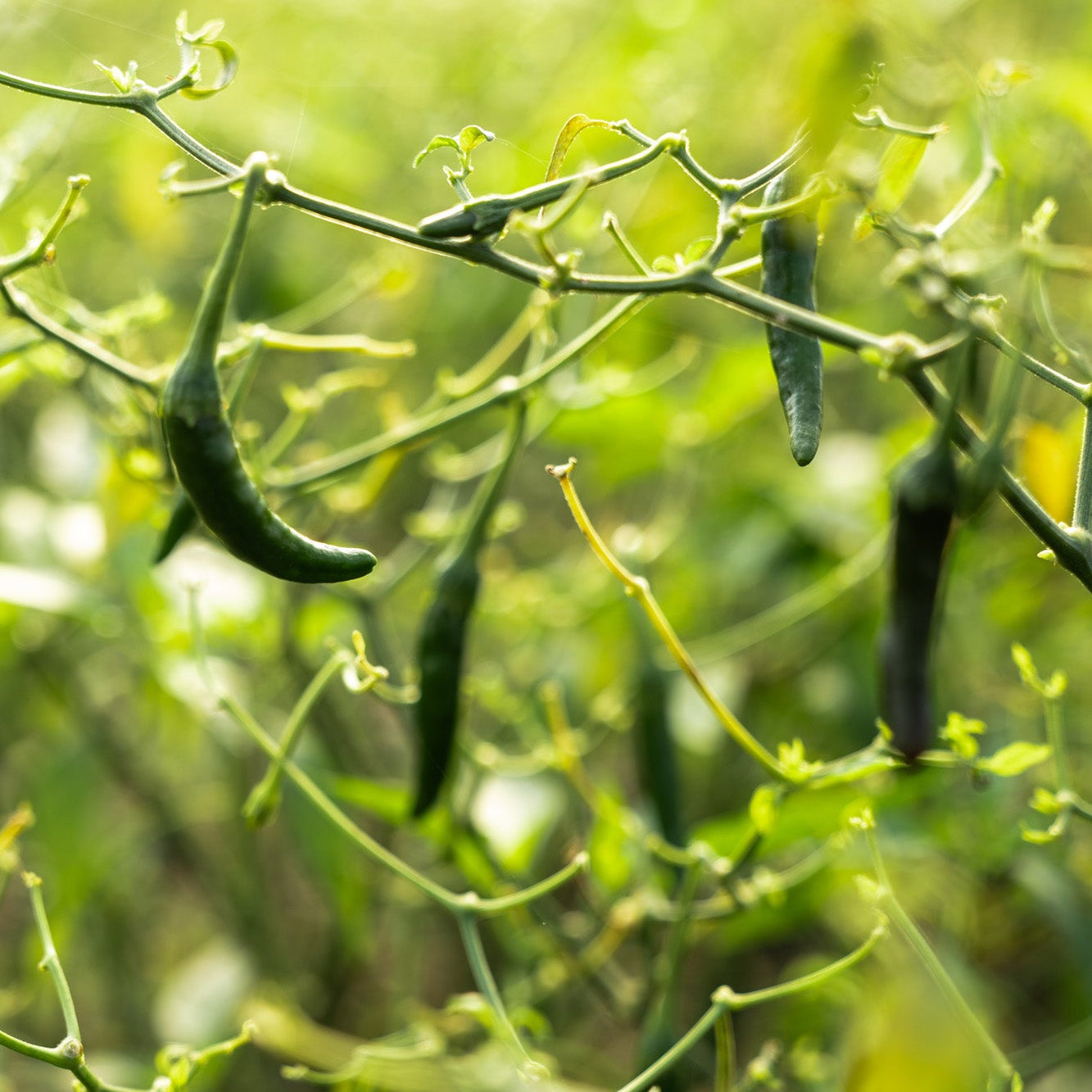 Organic green chillis 100g (local delivery only)