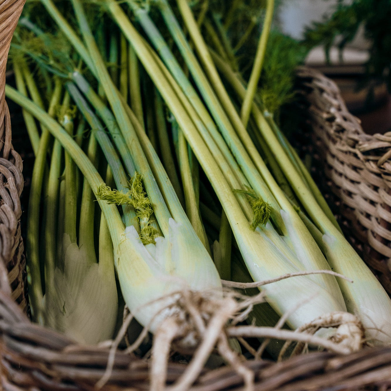 Organic Fennel Bunch (Local delivery only)