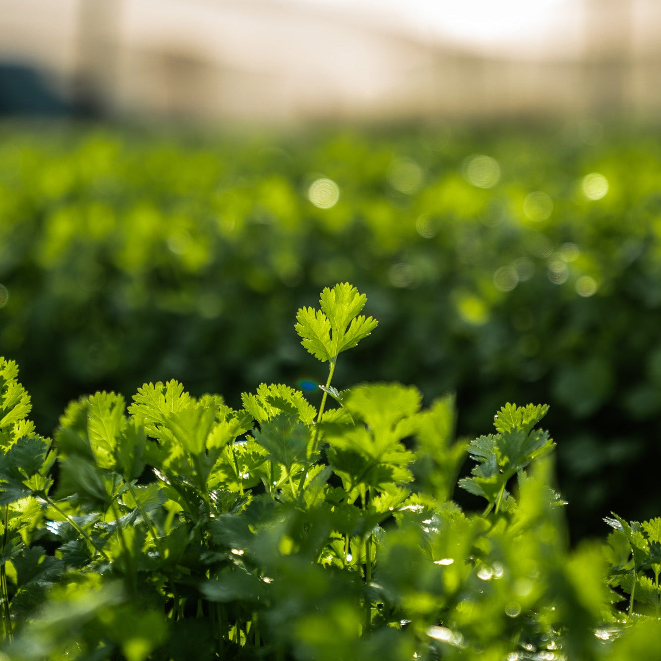 Organic Coriander 15g (Local delivery only)