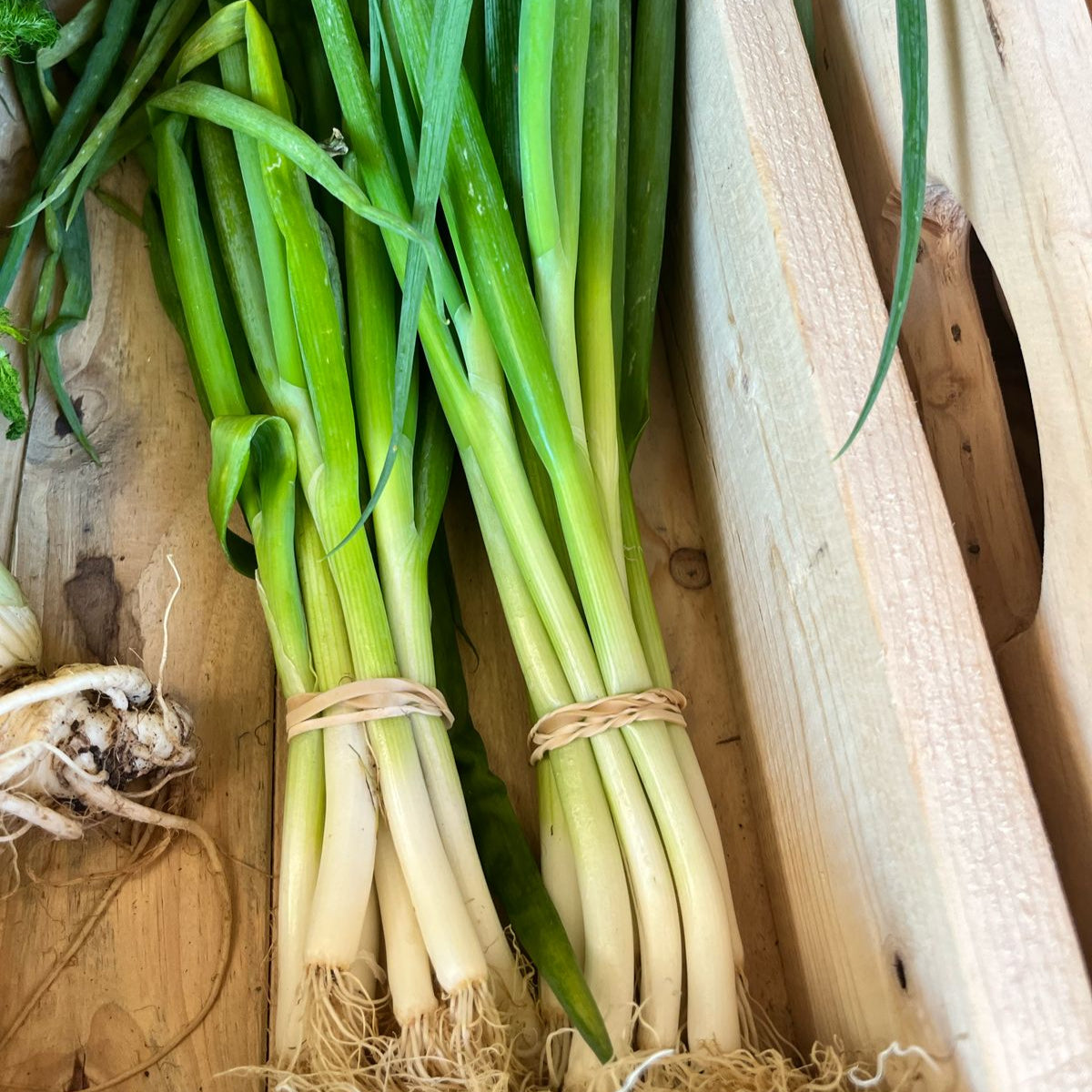 Organic Spring Onions (Local delivery only)