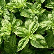 Organic Basil 20g (Local delivery only)