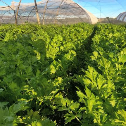 Organic celery (local delivery only)