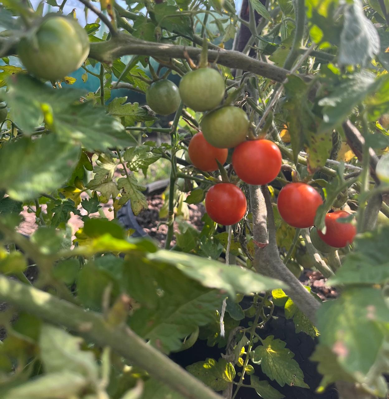 Organic cherry tomatoes punnet (local delivery only)