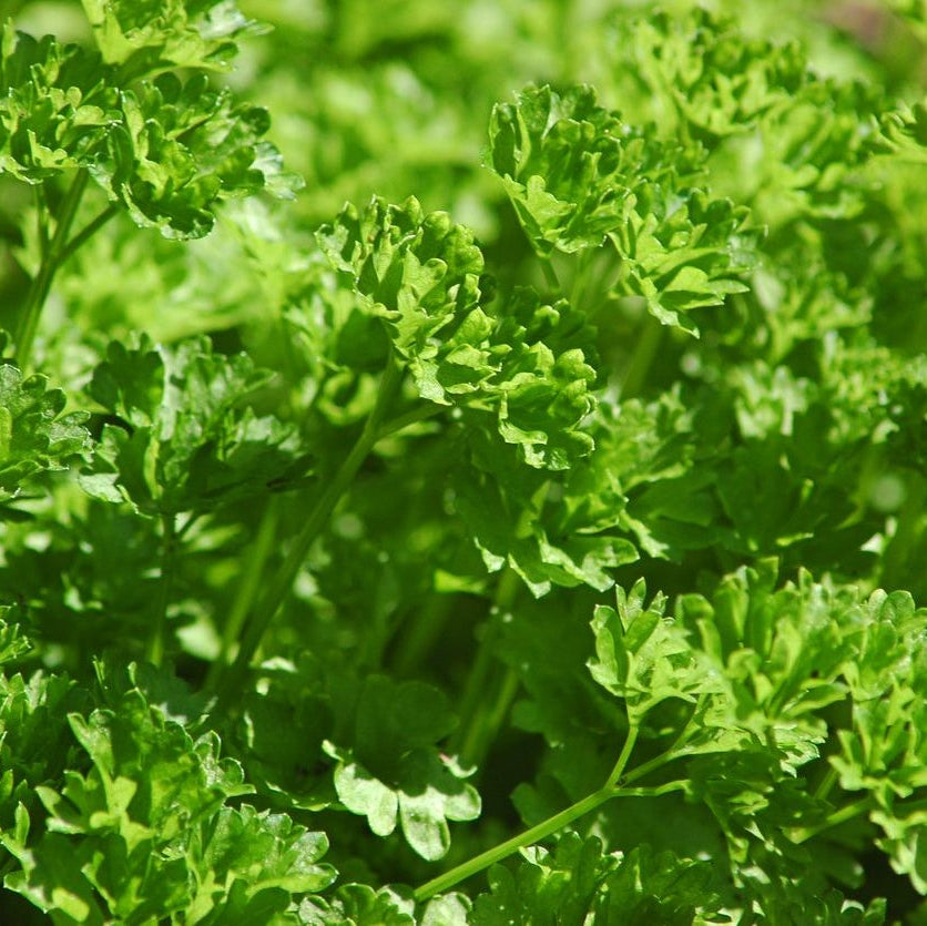 Organic Curly Parsley 12g (Local delivery only)