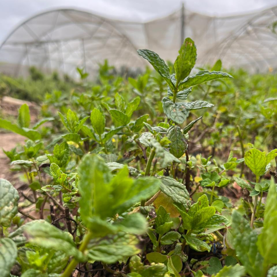 Organic Mint 20g (Local delivery only)