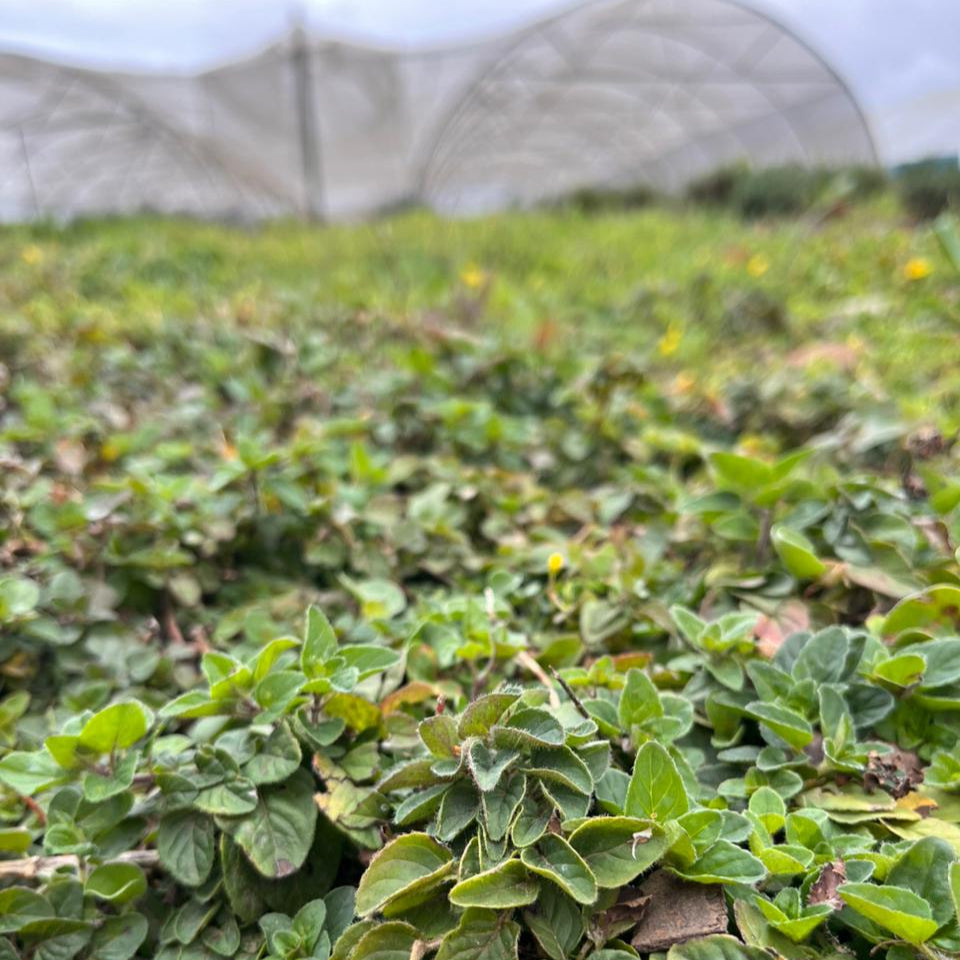 Organic Origanum 20g (Local delivery only)