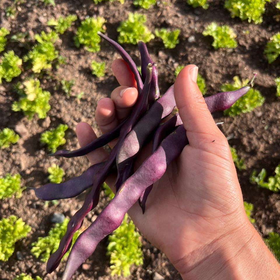 Organic purple beans bunch (local delivery only)