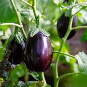 Organic young brinjal (3 pack)